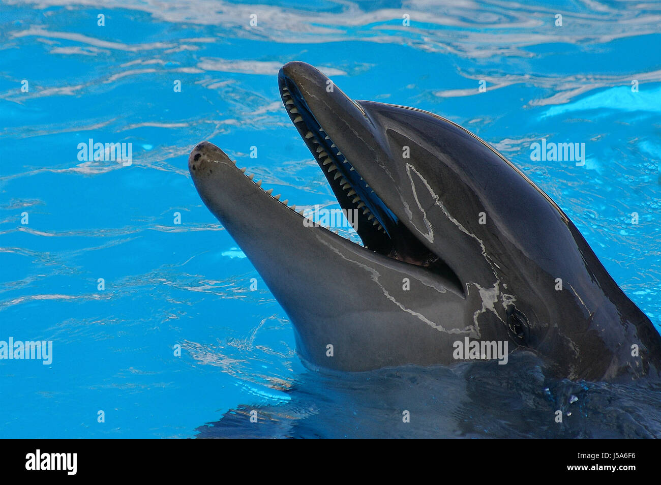 dolphin whales dolphins delpfin hhere sugetiere eutheria laurasiatheria cetacea Stock Photo