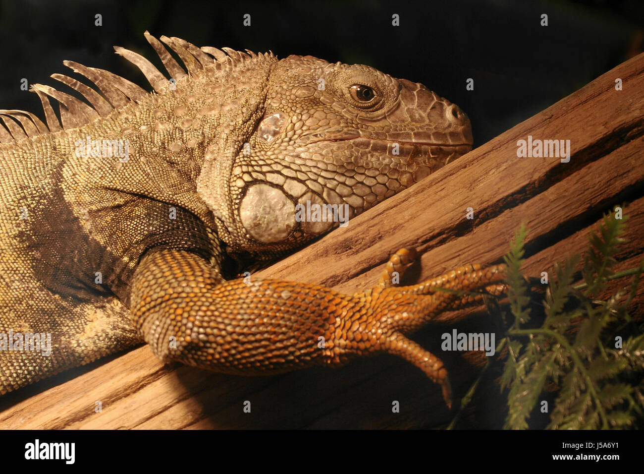 reptile,hovel,iguana,reptiles,plating,archaic,grner leguan,exot,hautstrukturen Stock Photo