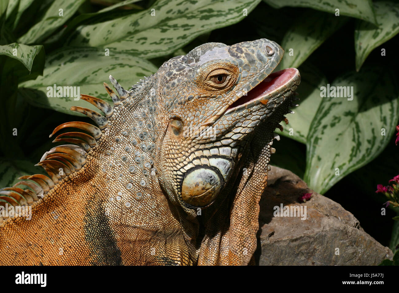 reptile prickle hovel iguana claws dragon dinosaur to hiss vegetarian