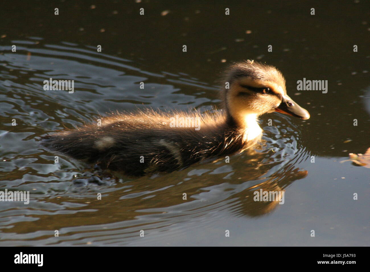 green duck egg chick meadow grass lawn swimming swiming swim swims to do the Stock Photo