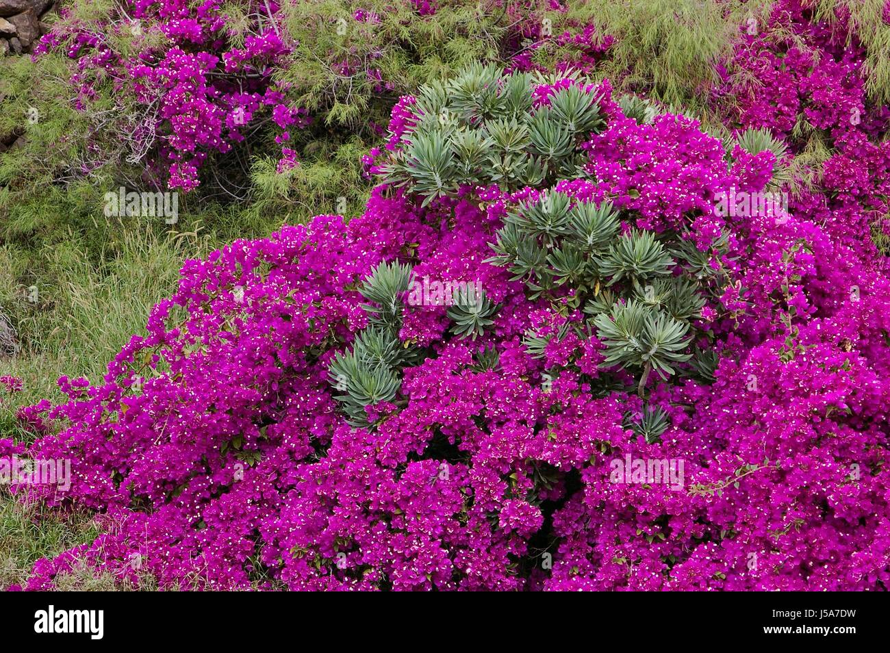 wild purple shrub canary islands brazil teneriffa bloom blossom flourish Stock Photo
