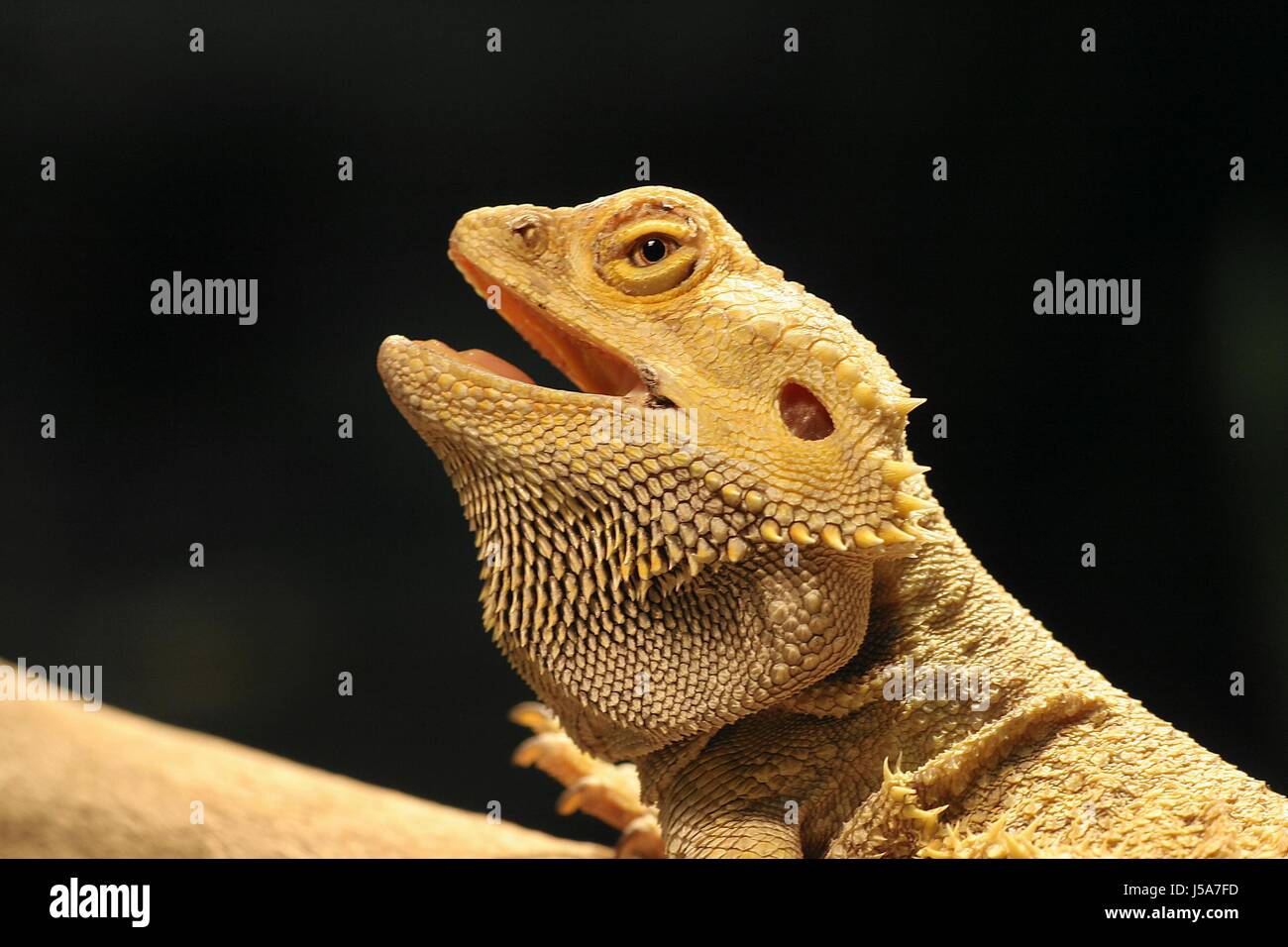 saurian,prickle,hovel,reptiles,archaic,bartagame,echsen,agamenstudie Stock Photo
