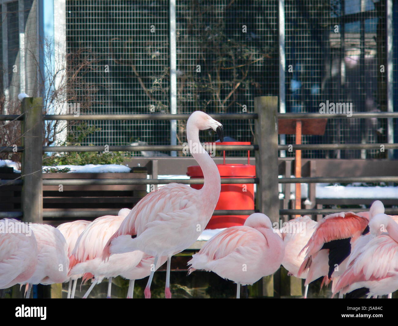 group of flamingos Stock Photo