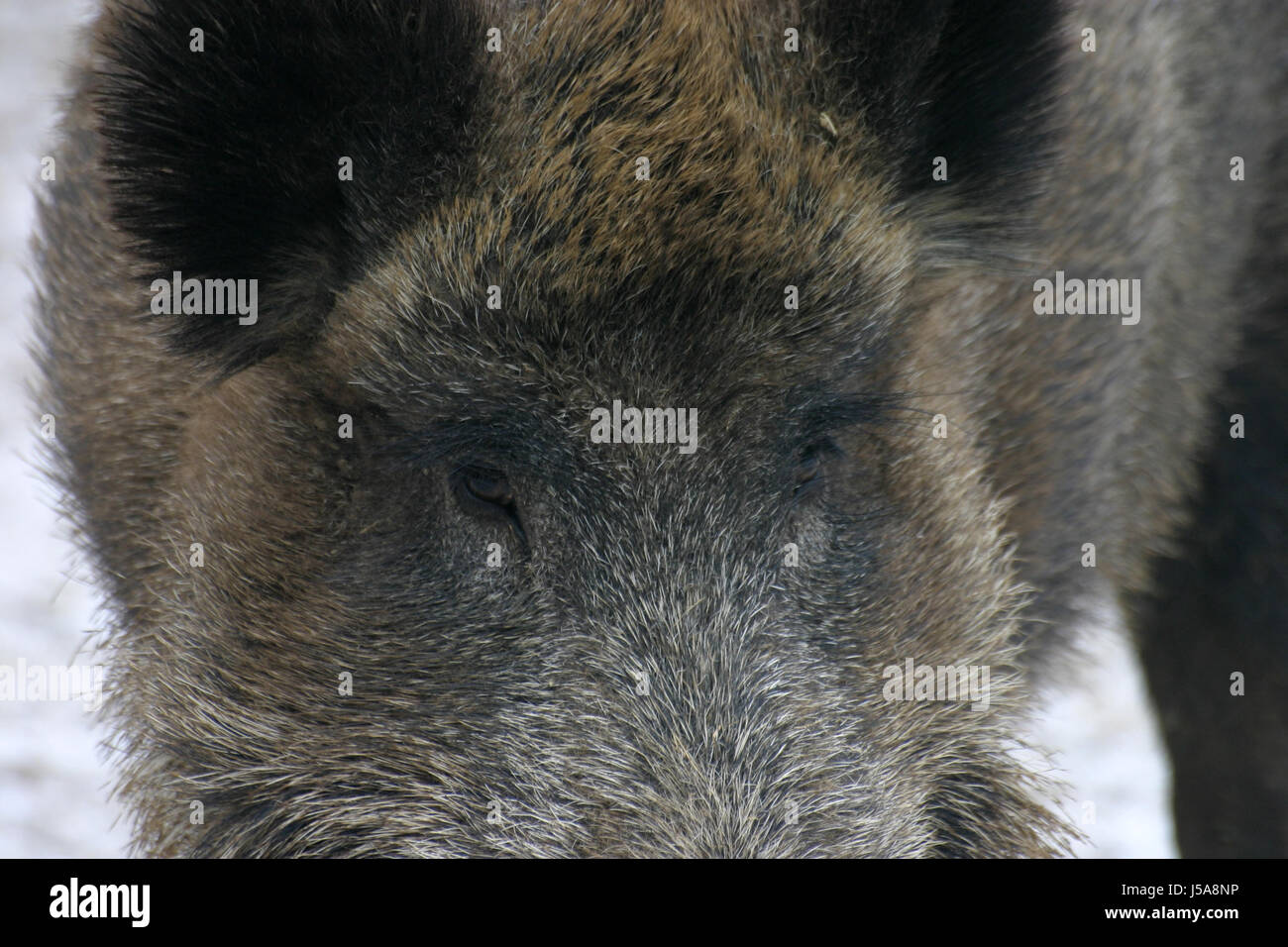 macro close-up macro admission close up view winter mammal wild eyes wild boar Stock Photo