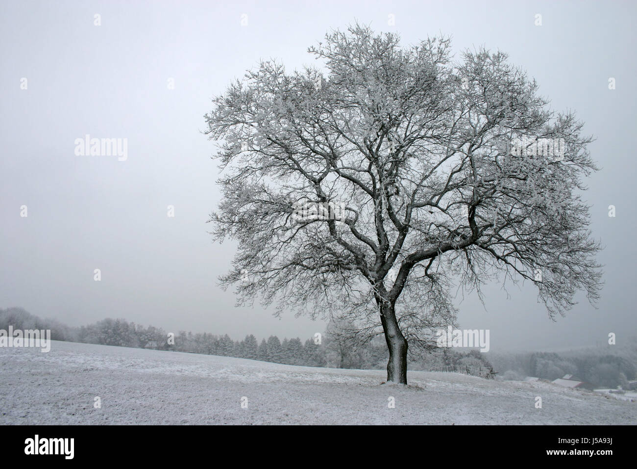 big large enormous extreme powerful imposing immense relevant tree winter cold Stock Photo