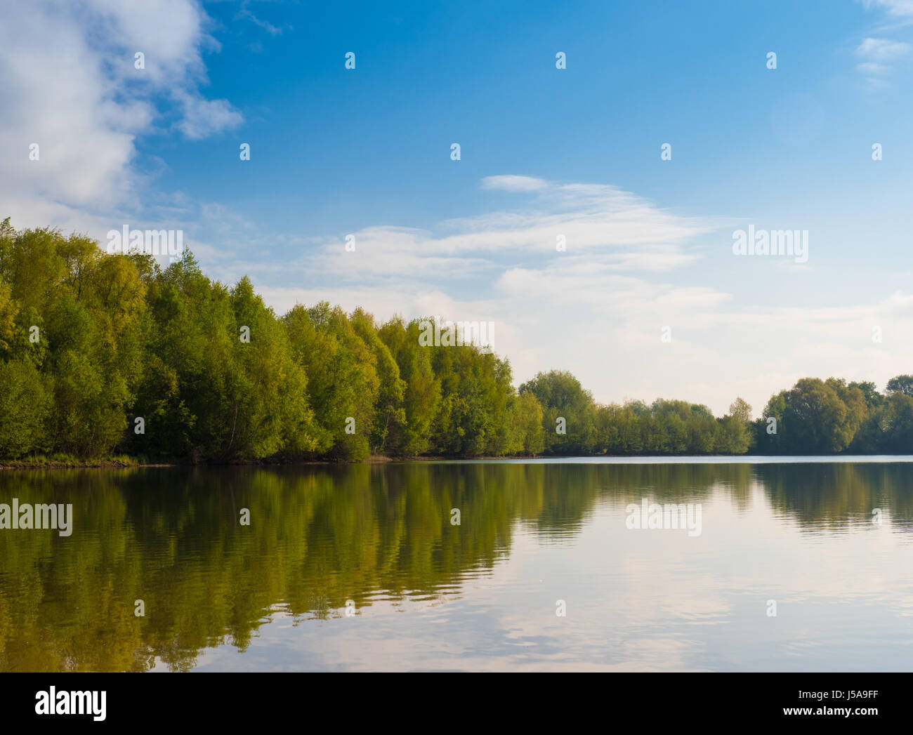 trees around the lake in springtime on a sunny morning Stock Photo - Alamy