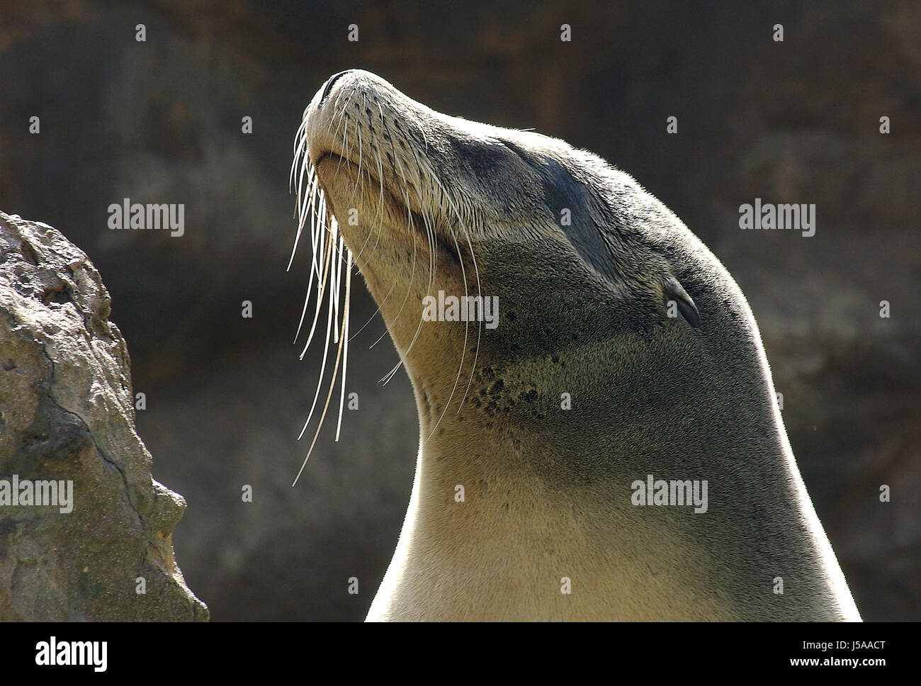 suns seal sea lion salt water sea ocean water hhere sugetiere eutheria Stock Photo