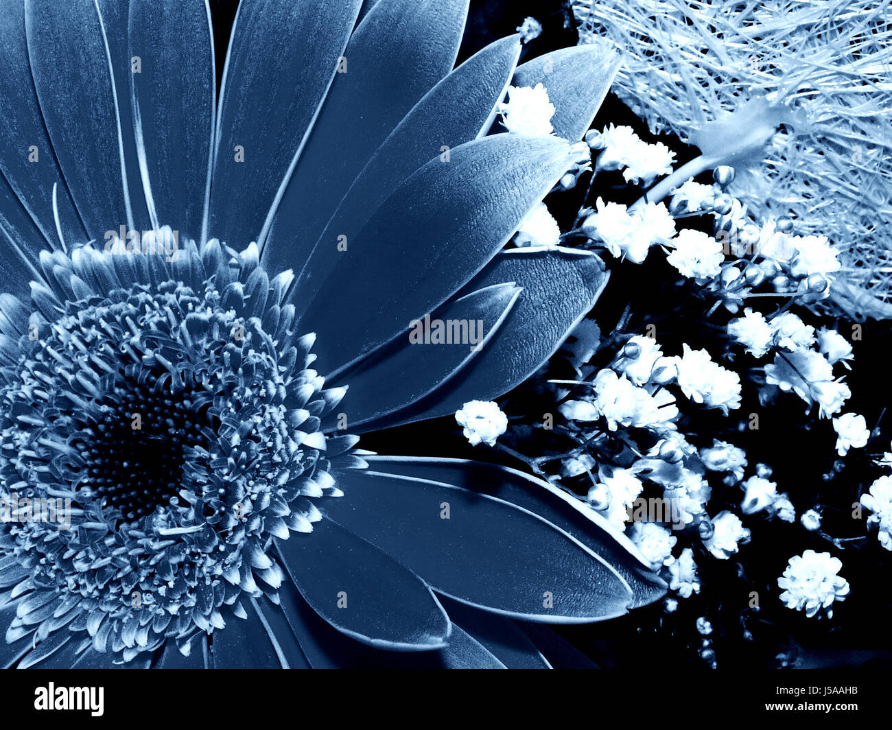 blue remember sad flower flowers plant mourning sorrow bouquet gerbera