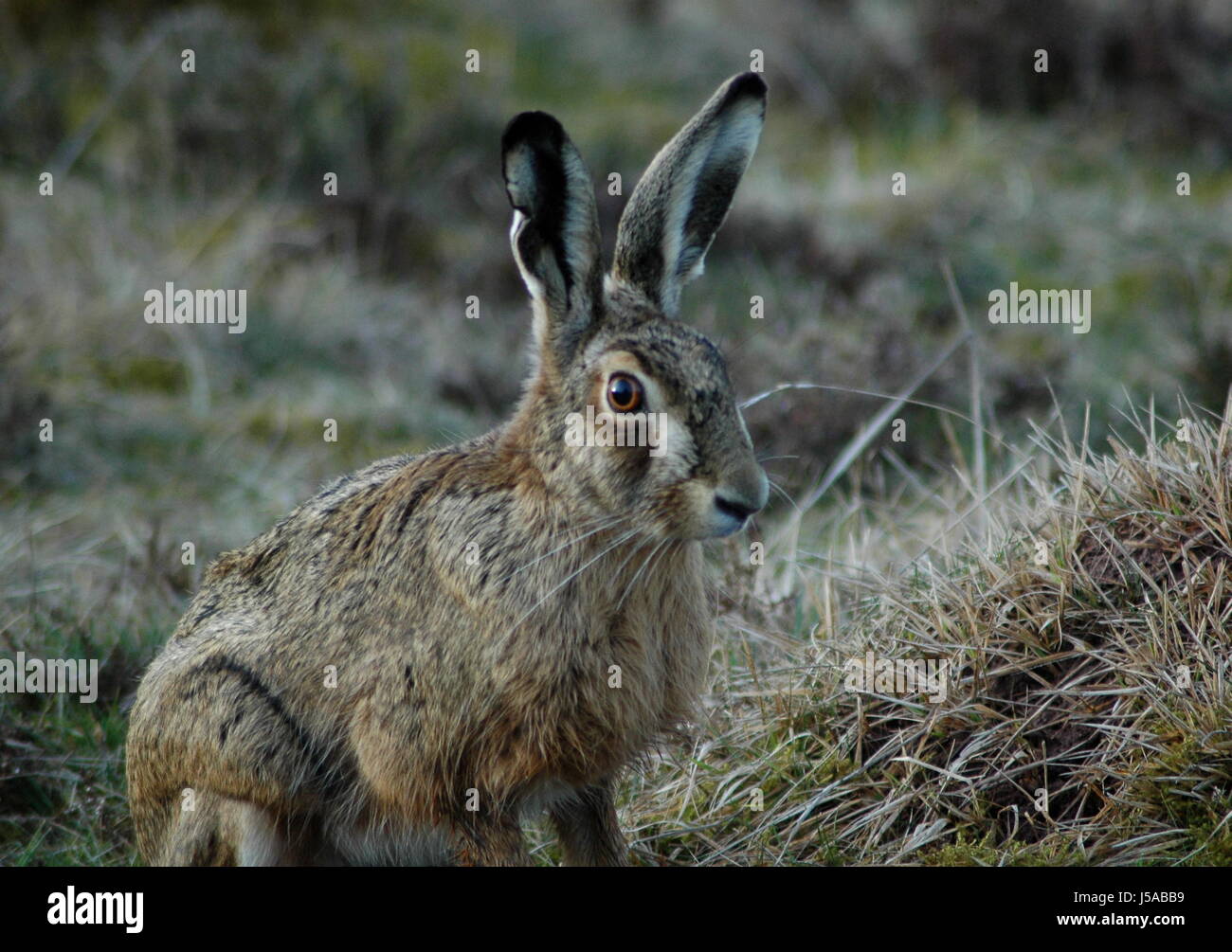 mammal,brown,brownish,brunette,skin,hare,in the morning,meadow,bunny,hasenohren Stock Photo