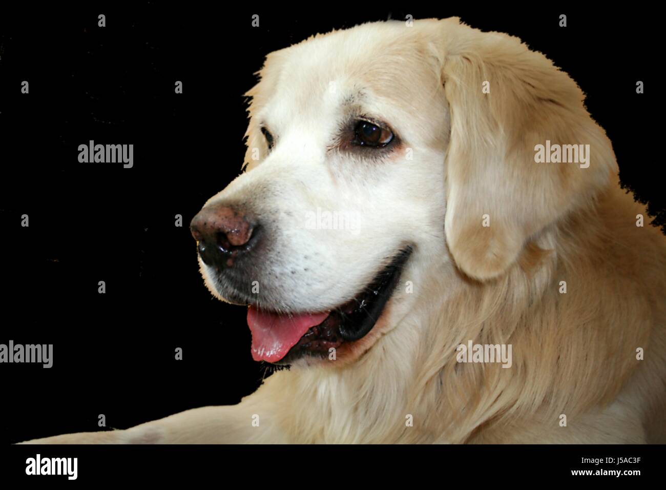 Goldi High Resolution Stock Photography And Images Alamy Goldi High Resolution Stock Photography And Images Alamy