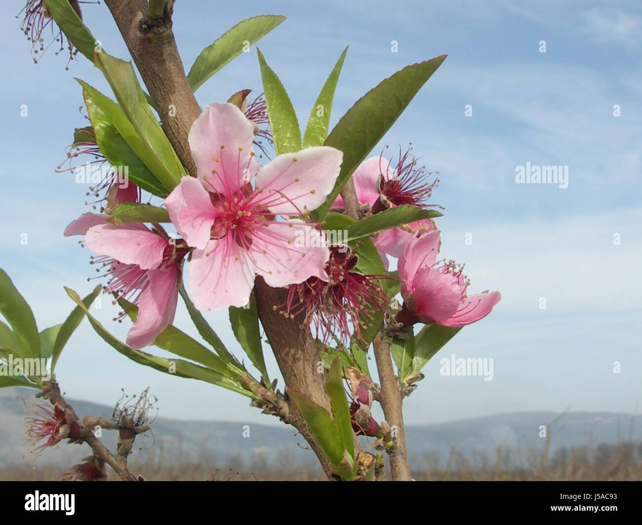 spring in israel Stock Photo - Alamy
