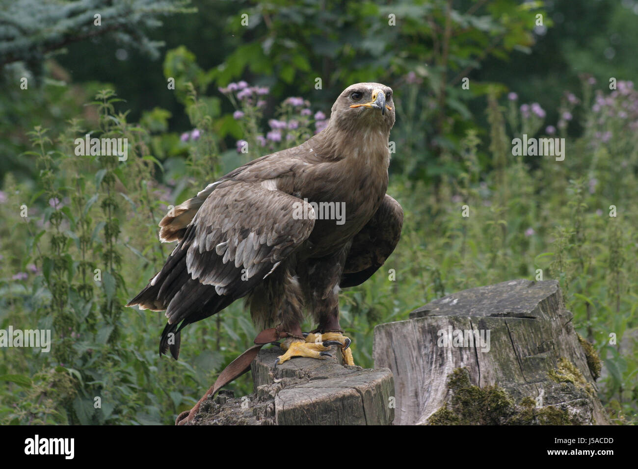 bird birds raptor eagle aquila nipalensis goldadler grifftter knig der lfte Stock Photo