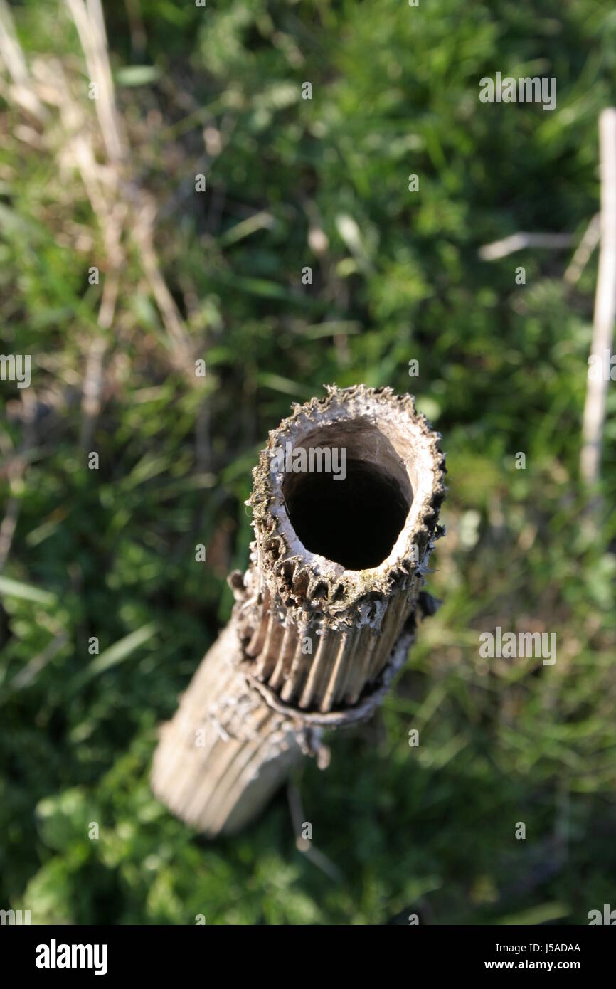 stalk,hollow,acanthus,tube,pipe,plant,nature,old,rhr Stock Photo