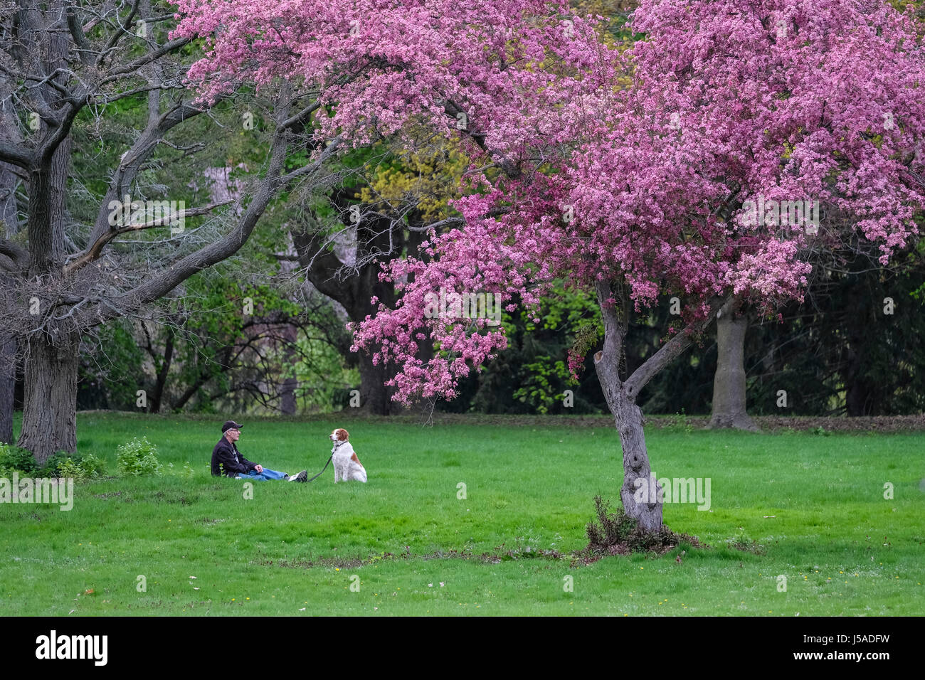 Middle-aged man and dog sitting on green grass, flowering crabapple tree, park setting, peaceful, taking a break, relaxing, companionship, Spring. Stock Photo