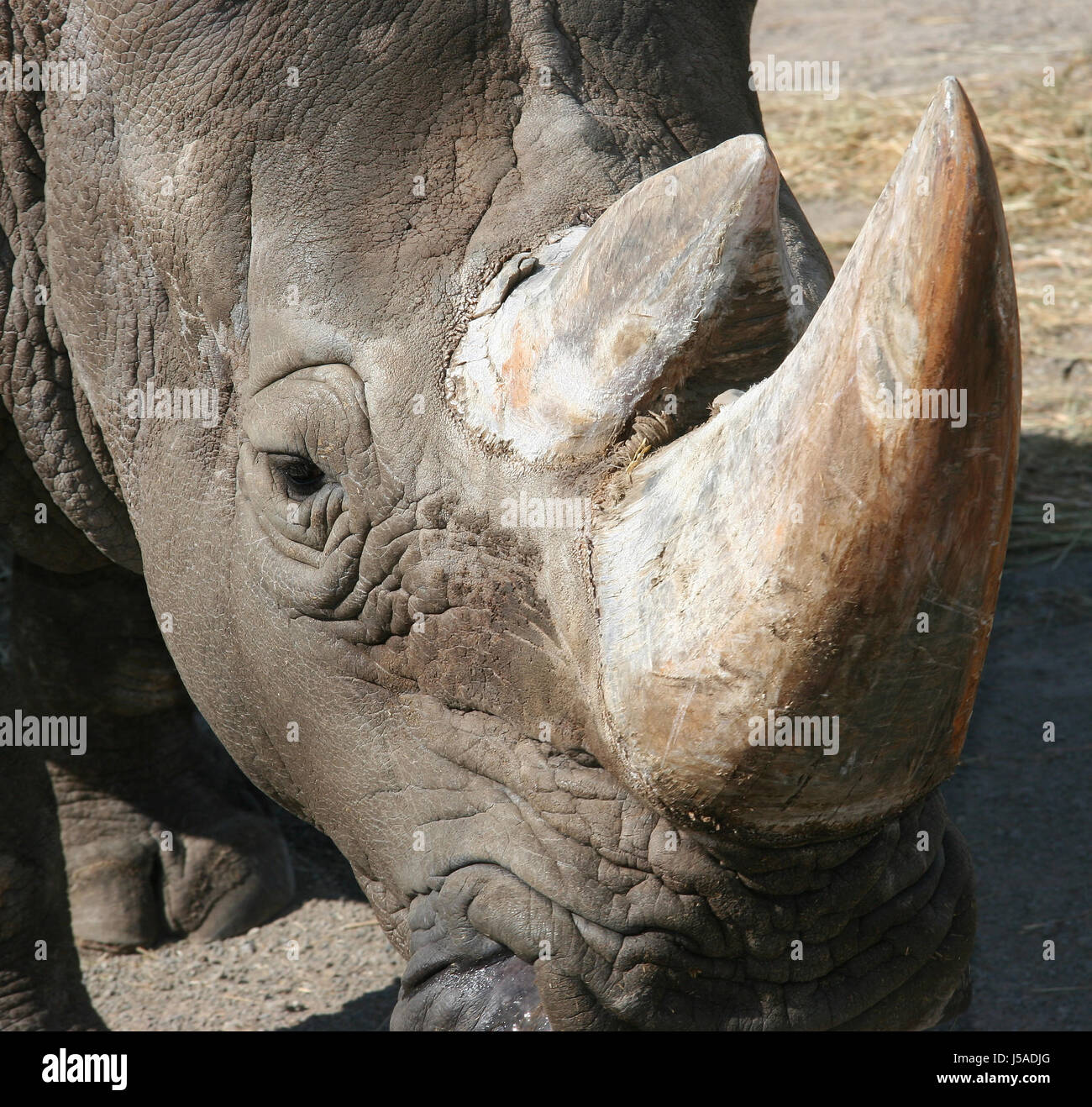 africa animals horn skin eyes mammals nose circus wrinkles rhino rhinoceros  Stock Photo - Alamy