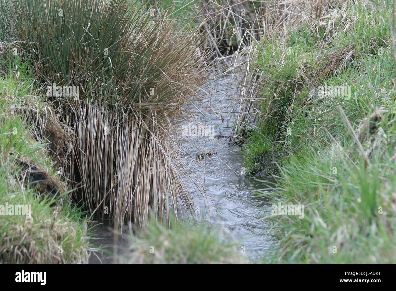 stream,runnel,trench,bulrushes,streamlet,meadow,water,nature Stock Photo