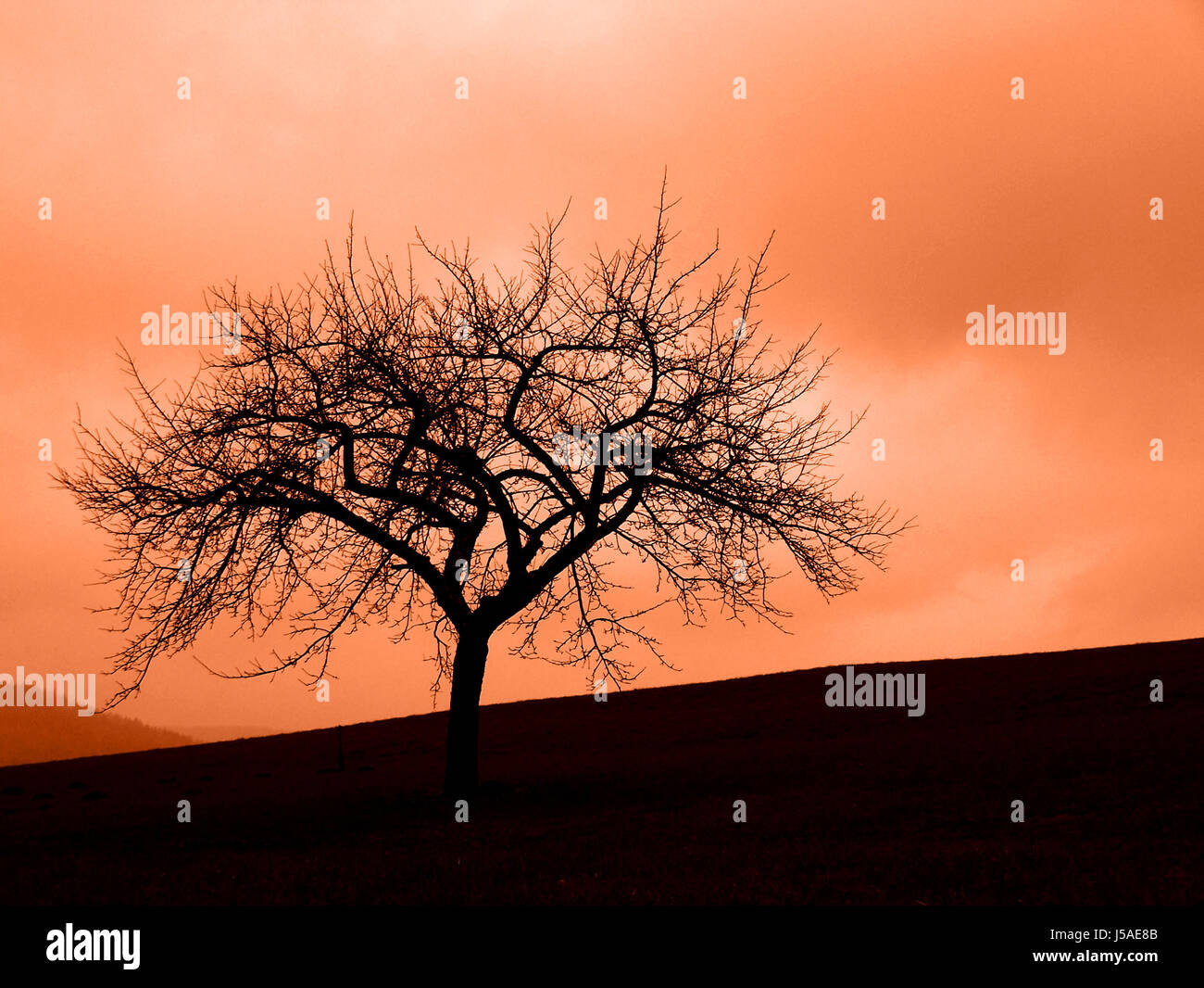 tree sepia fog haze branches branchage twilight sight view outlook perspective Stock Photo