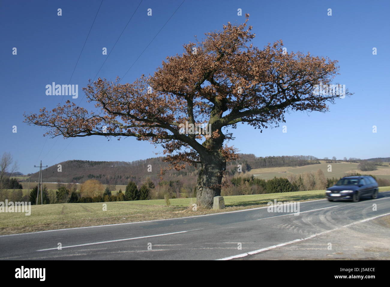 big large enormous extreme powerful imposing immense relevant tree ...