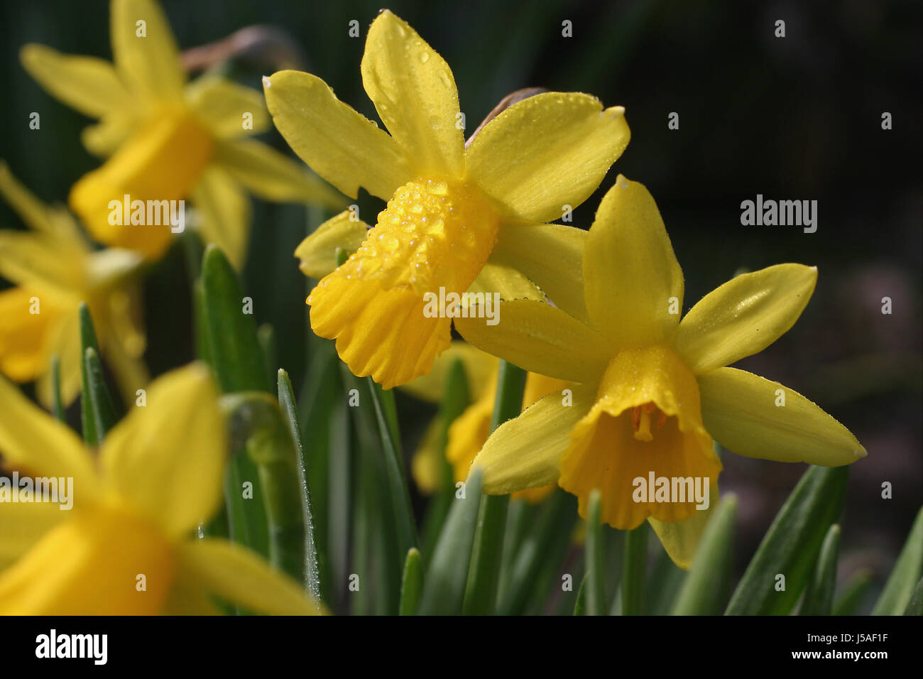 flower flowers plant blossoms easter dew dewdrop bleed daffodils daffodil Stock Photo