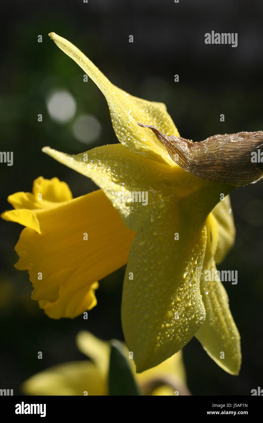 flower plant bloom blossom flourish flourishing easter dew dewdrop decorative Stock Photo