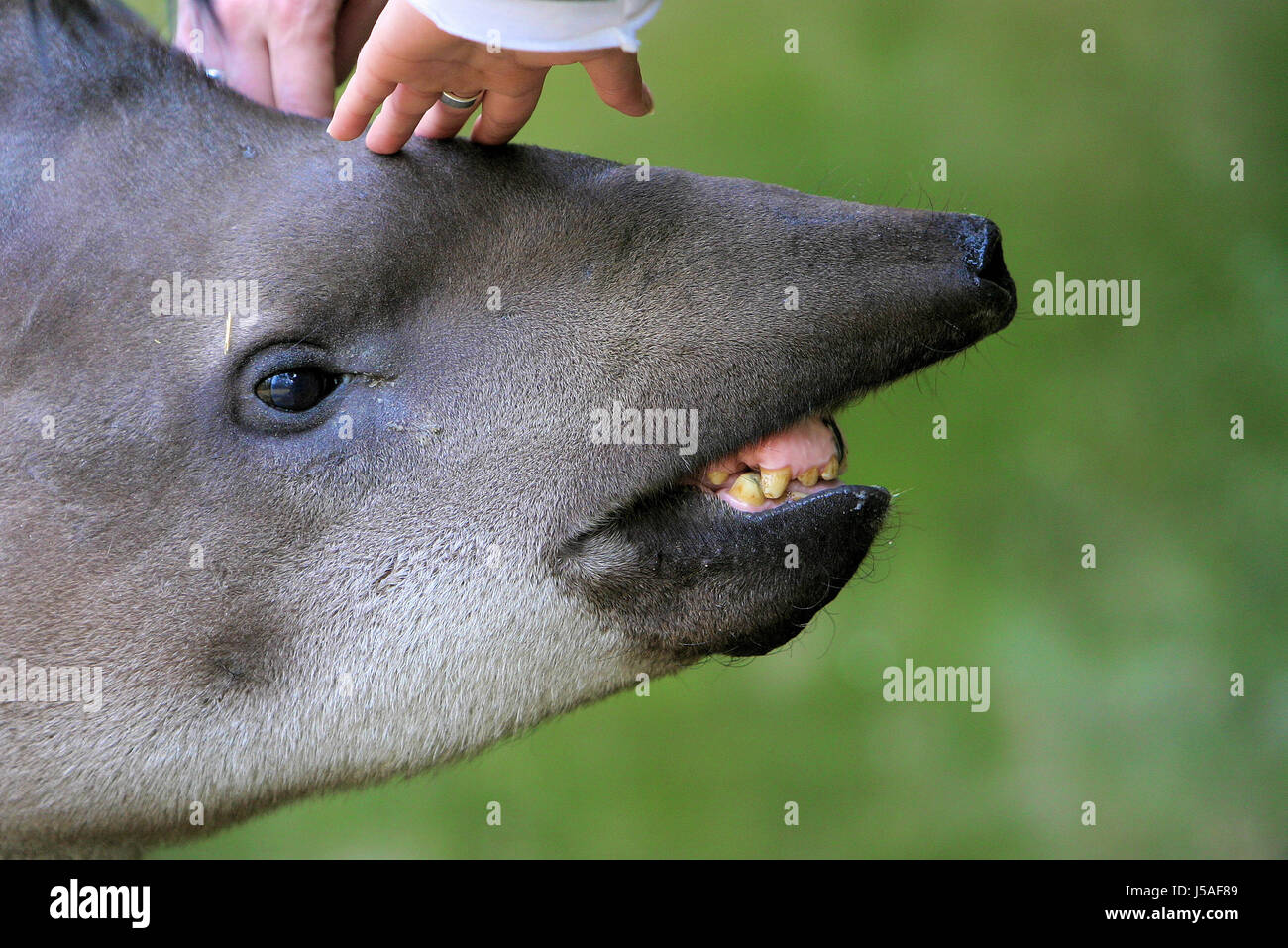 humans human beings people folk persons human human being animal teeth animals Stock Photo - Alamy humans human beings people folk persons human human being animal teeth animals Stock Photo - Alamy