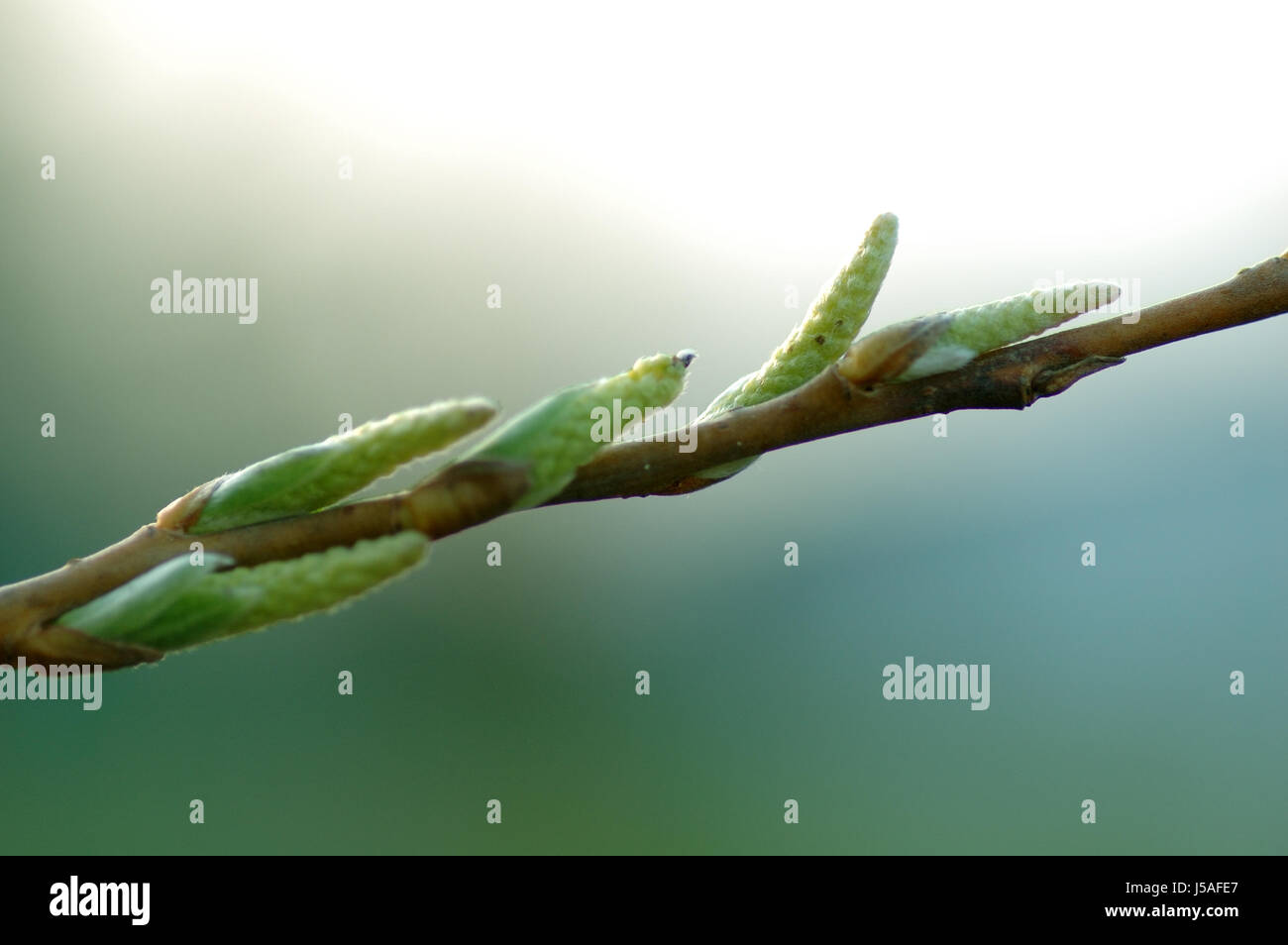 macro close-up macro admission close up view green diagonal spring ...