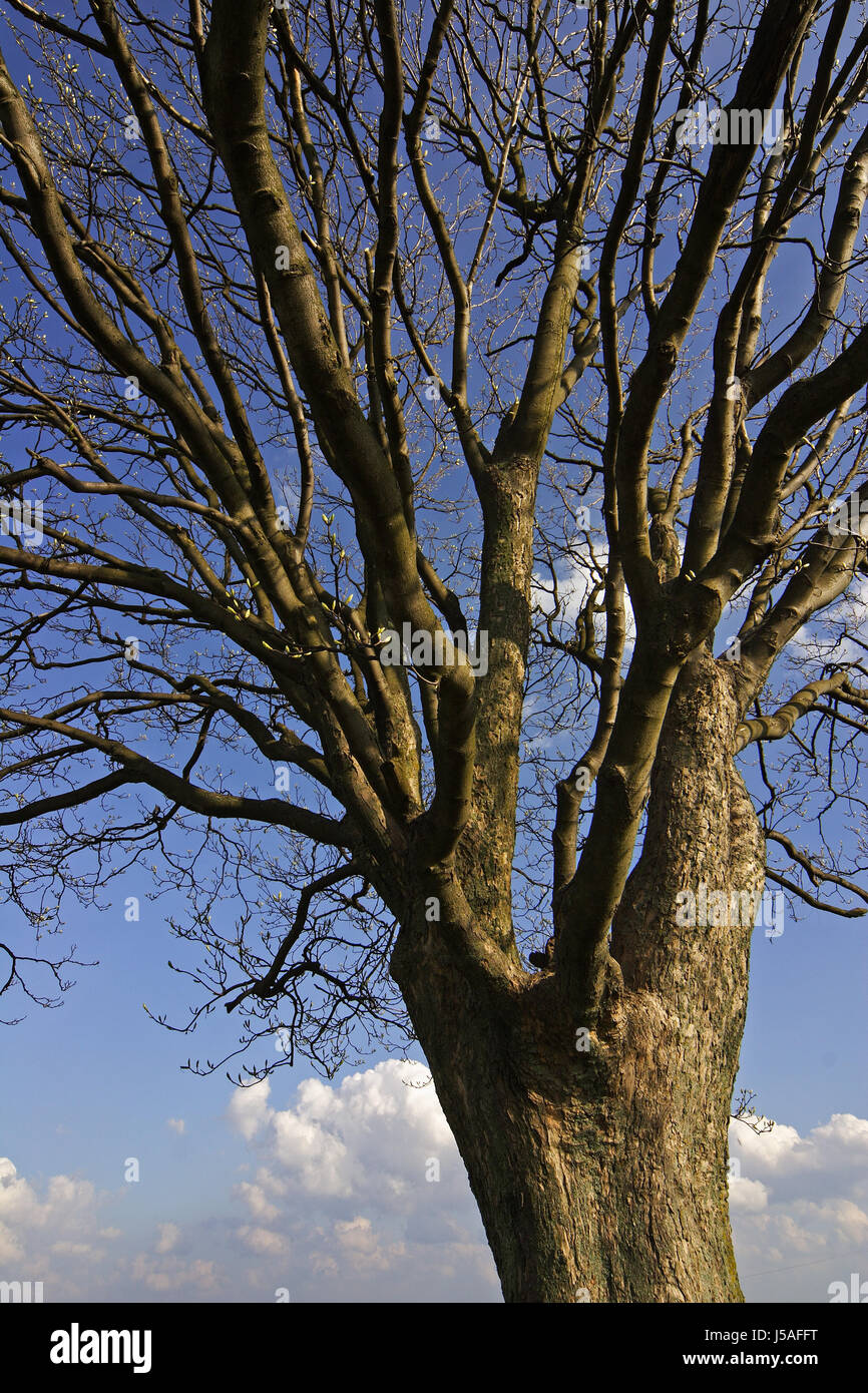 tree branches spring buds clouds blick nach oben blauer himmel blick durch den Stock Photo