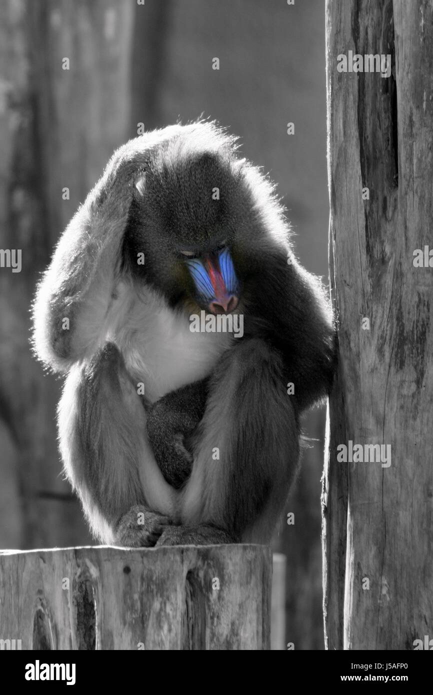 monkey,colorkey,skin,apes,trunk,mandril,ape,monkey,kratz,grbel Stock Photo