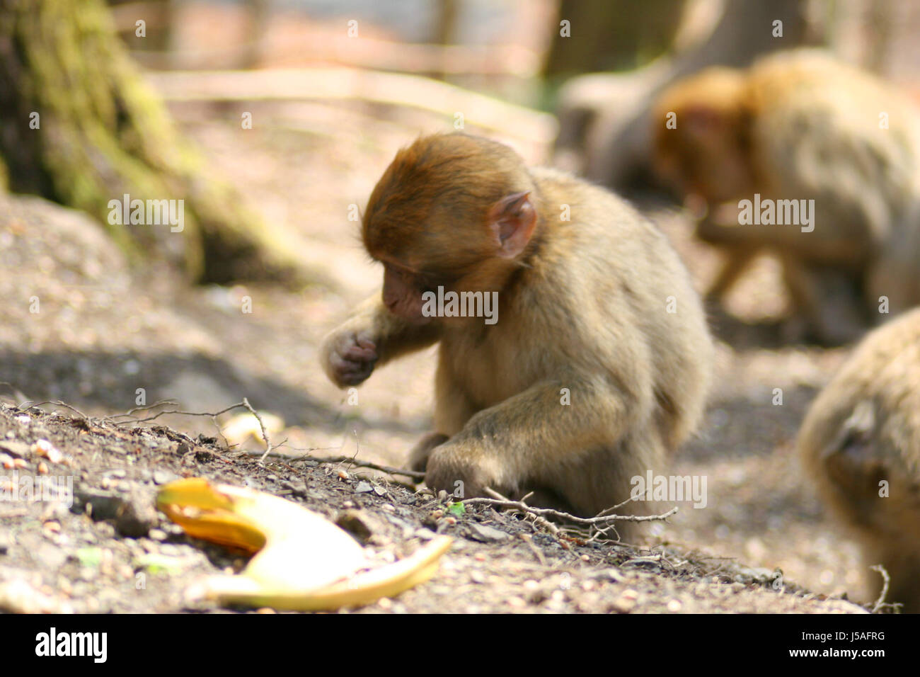 animals,zoo,apes,herd,wildlife park,berber,group,affenschlucht Stock Photo