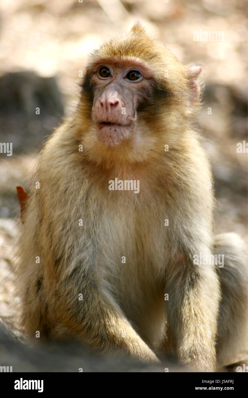 berber monkey 003 Stock Photo