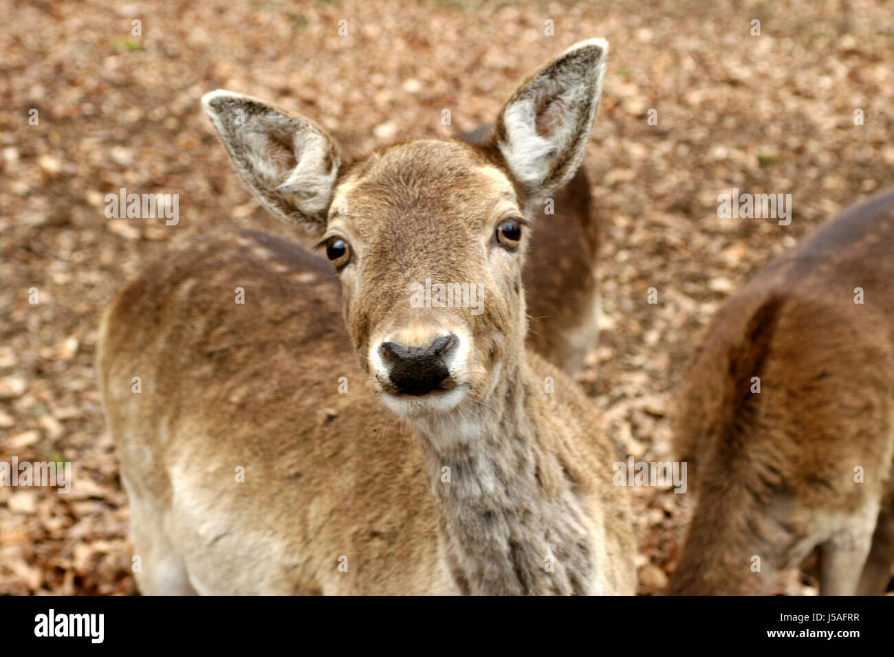 fodder curiosity wild animals look glancing see view looking peeking looking at Stock Photo