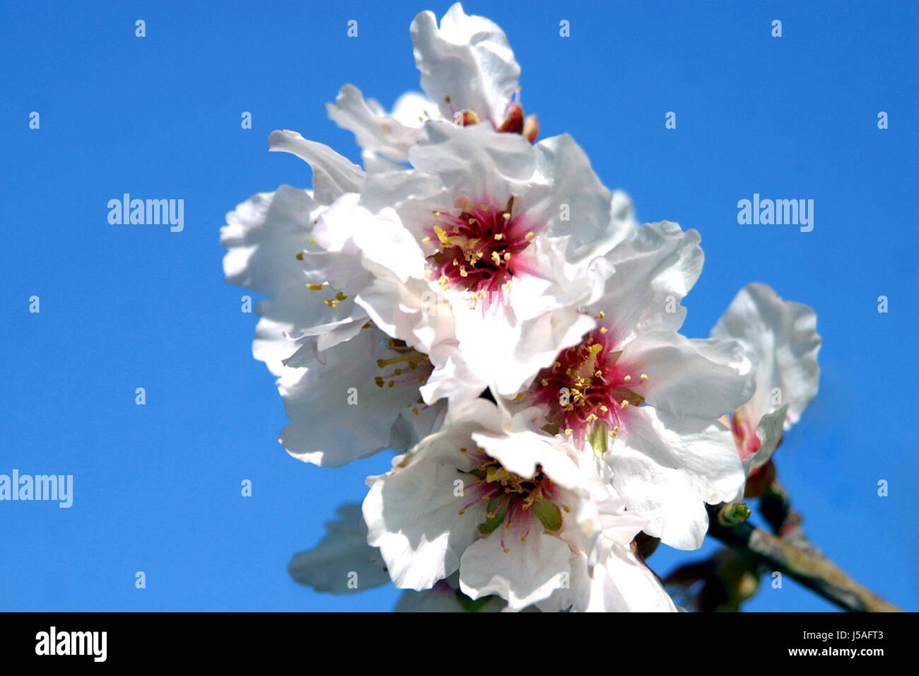 blue tree flower plant bloom blossom flourish flourishing mallorca blank Stock Photo