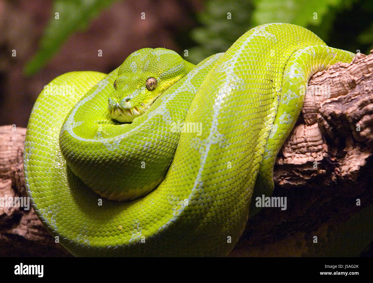 green sleep sleeping terrarium snake baumpython morelia viridis
