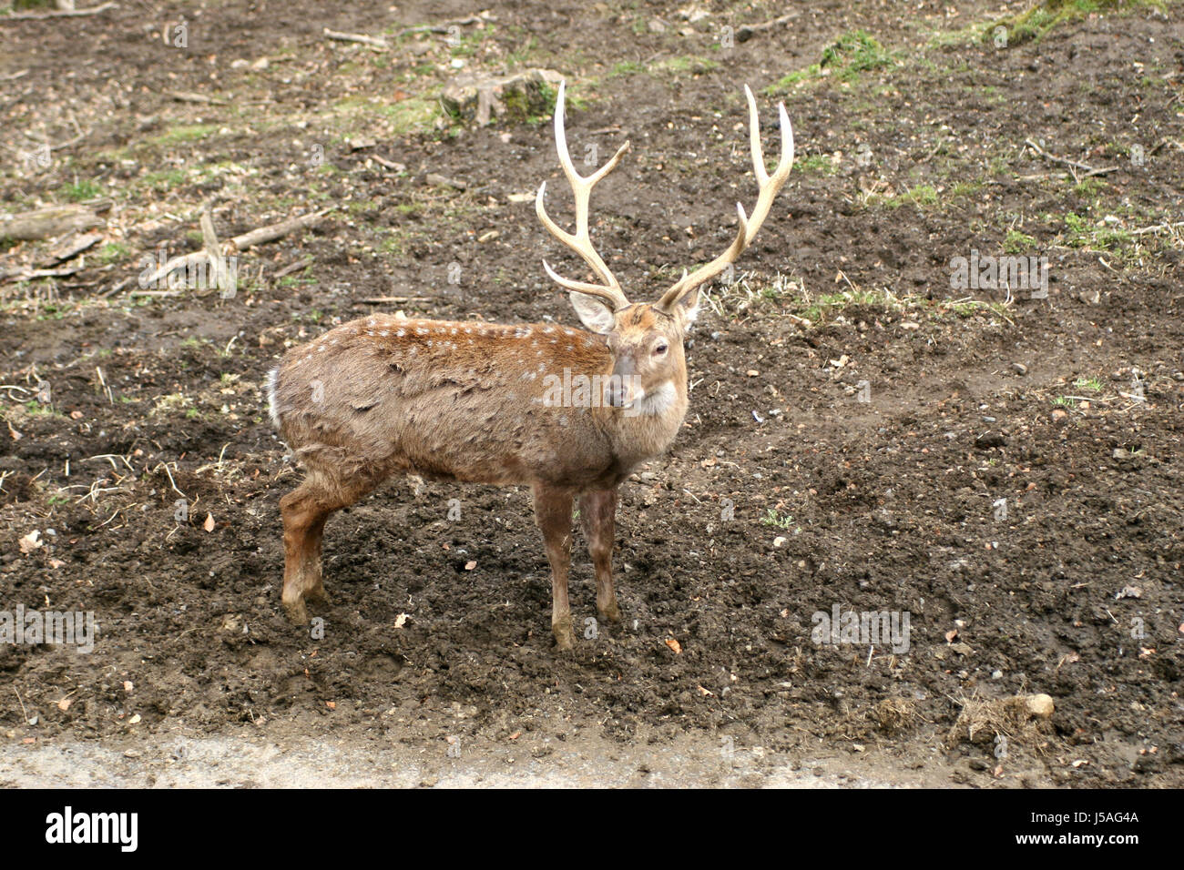 fodder,wild,animals,fence,young animal,wildlife park,deer,jungtiere Stock Photo