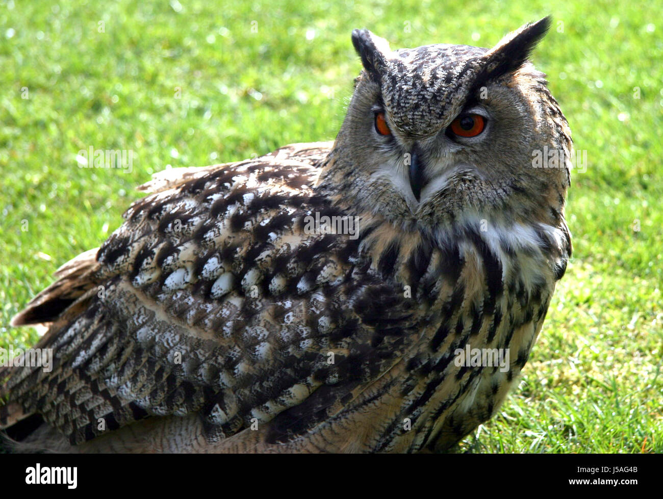 bird,animals,birds,eyes,feathers,owl,wildlife park,nature Stock Photo
