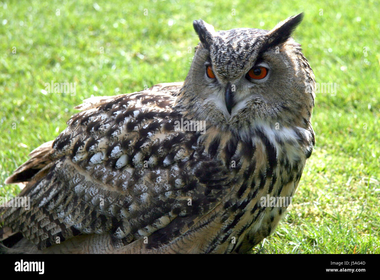 bird,animals,birds,eyes,feathers,owl,wildlife park,nature Stock Photo