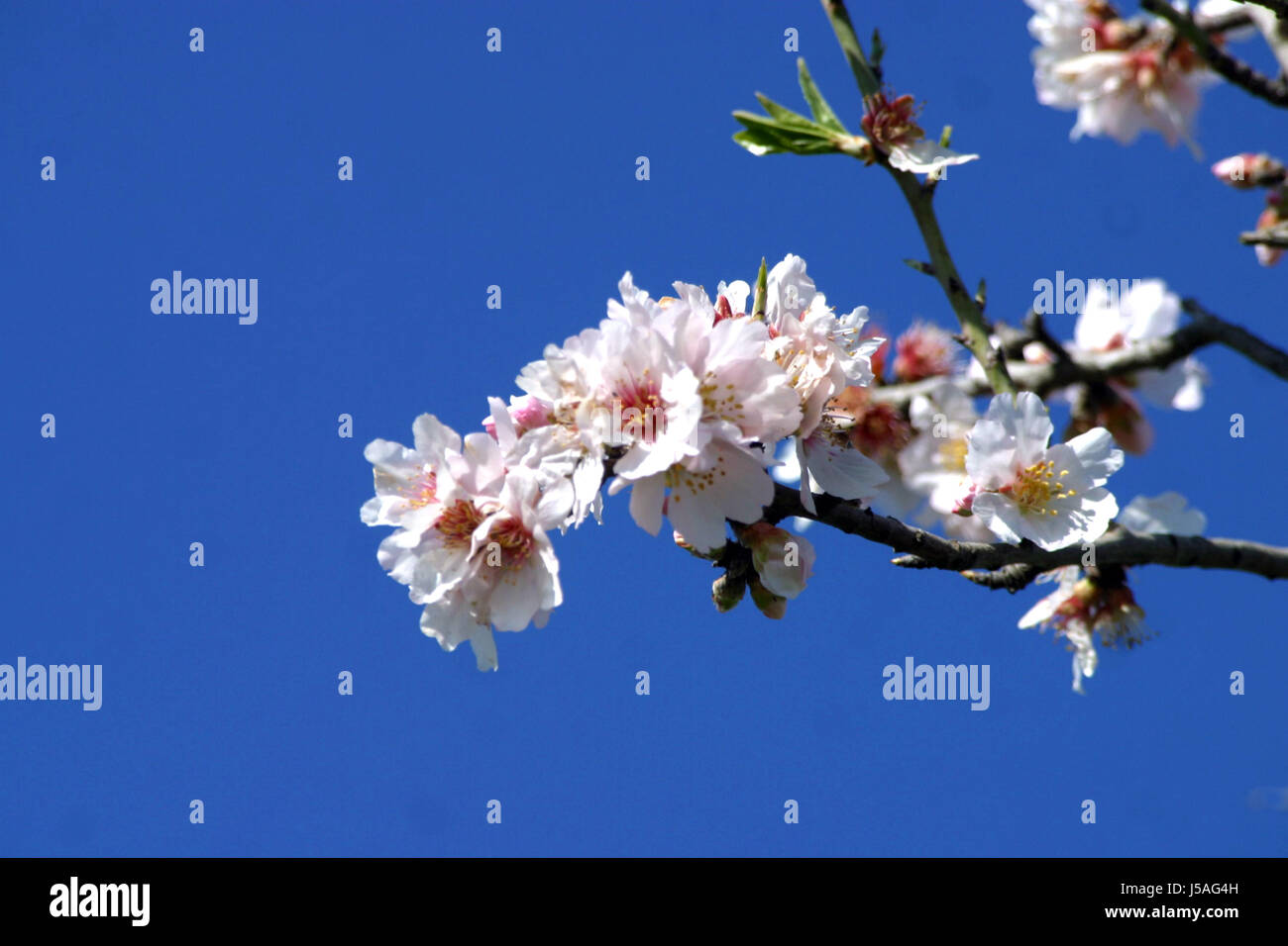 almond blossom 2 Stock Photo