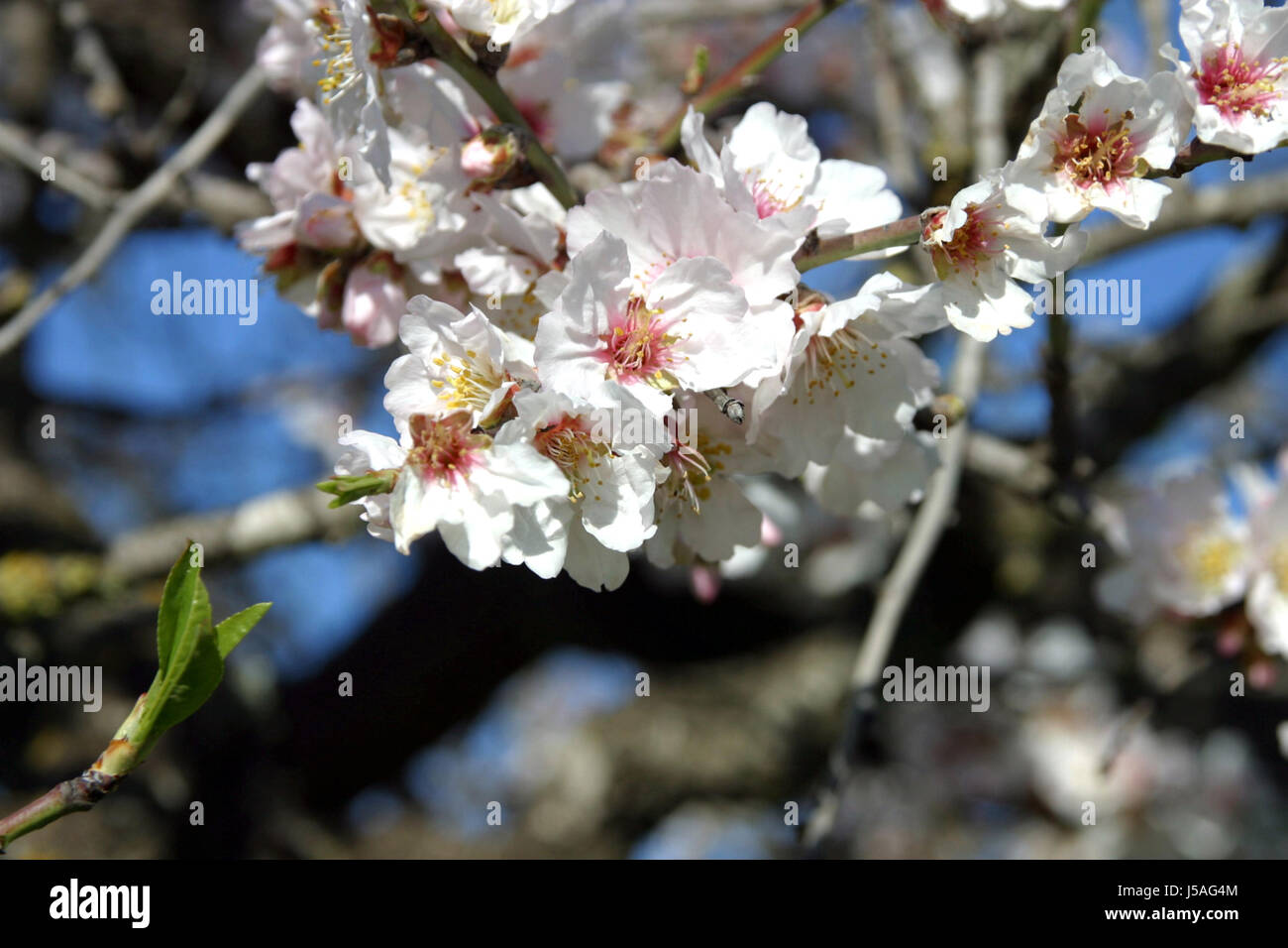 almond blossom 4 Stock Photo