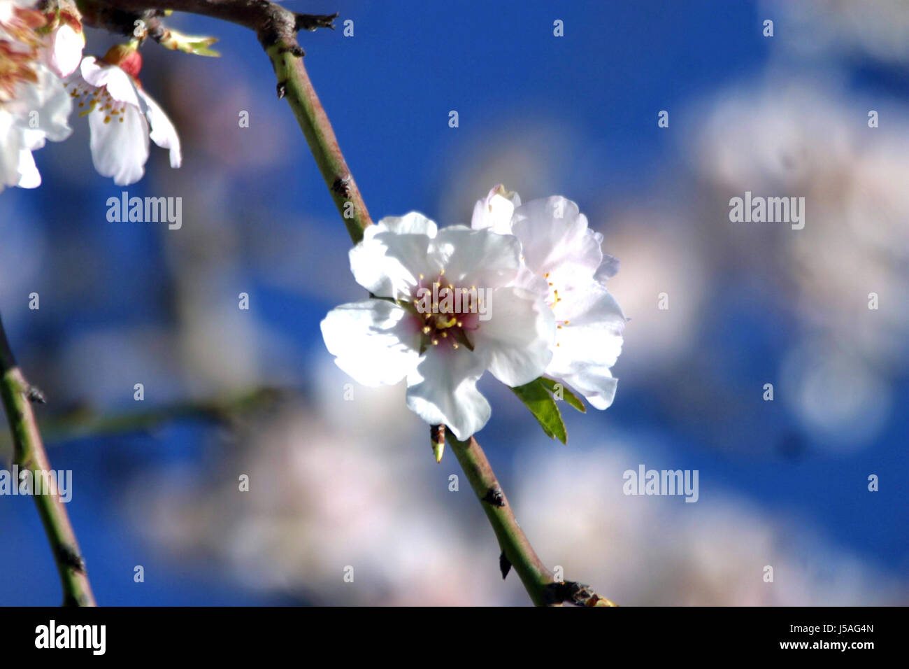 tree flower plant bloom blossom flourish flourishing mallorca spain canary Stock Photo