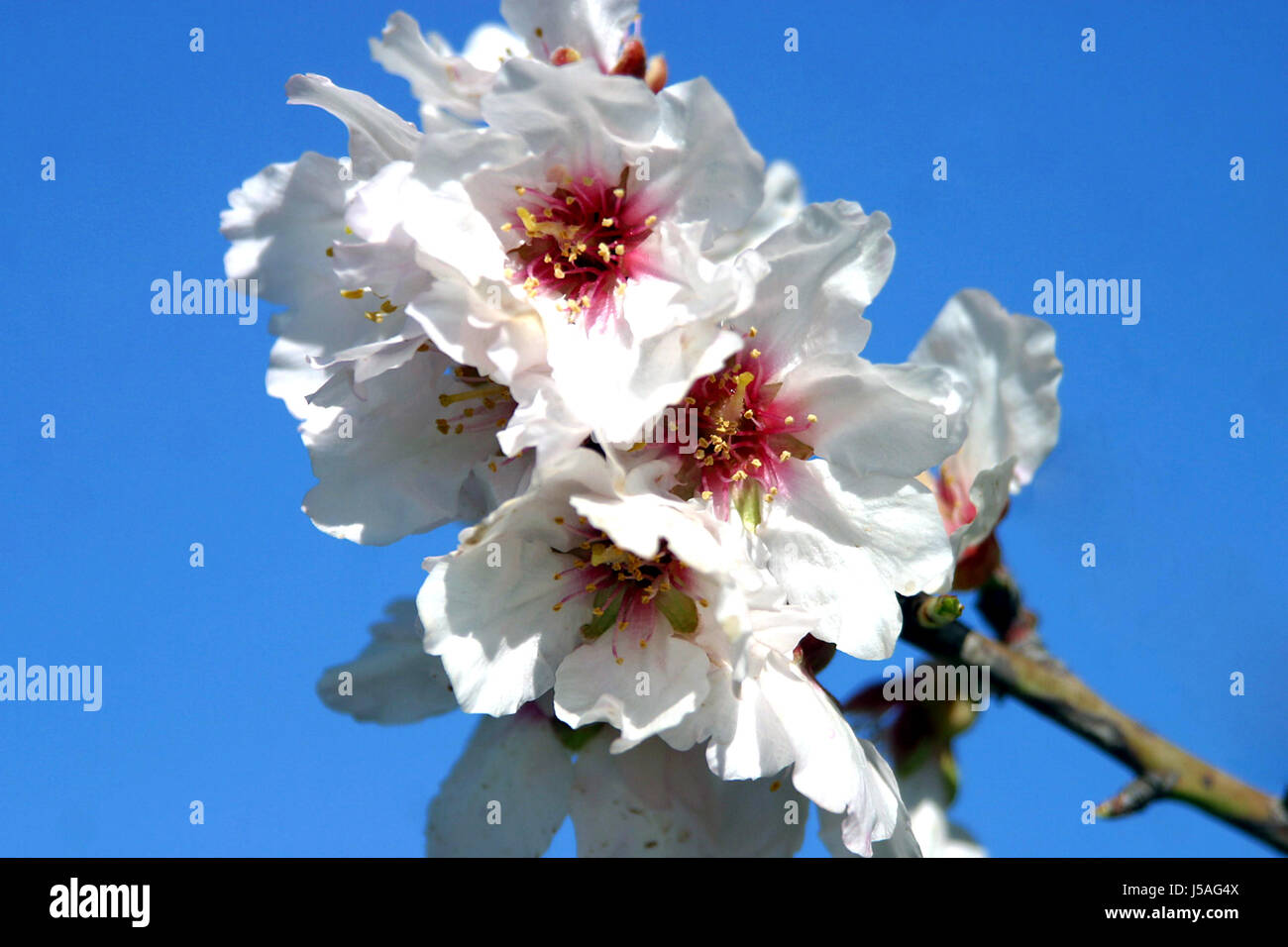 tree flower plant bloom blossom flourish flourishing spain canary islands Stock Photo