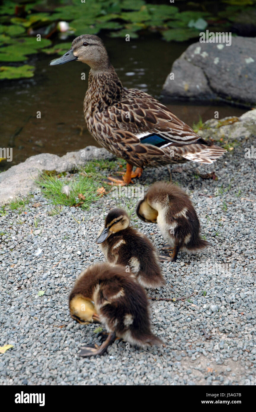 guard baby offspring care to watch out ducks duck wash washing mother mom ma Stock Photo