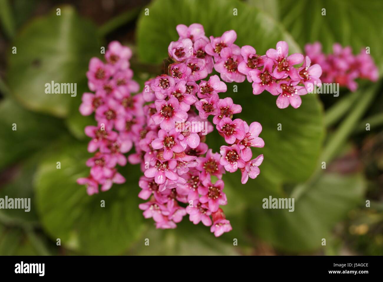 garden plant flower flowers blossoms spring gardens bleed bergenie bergenia Stock Photo