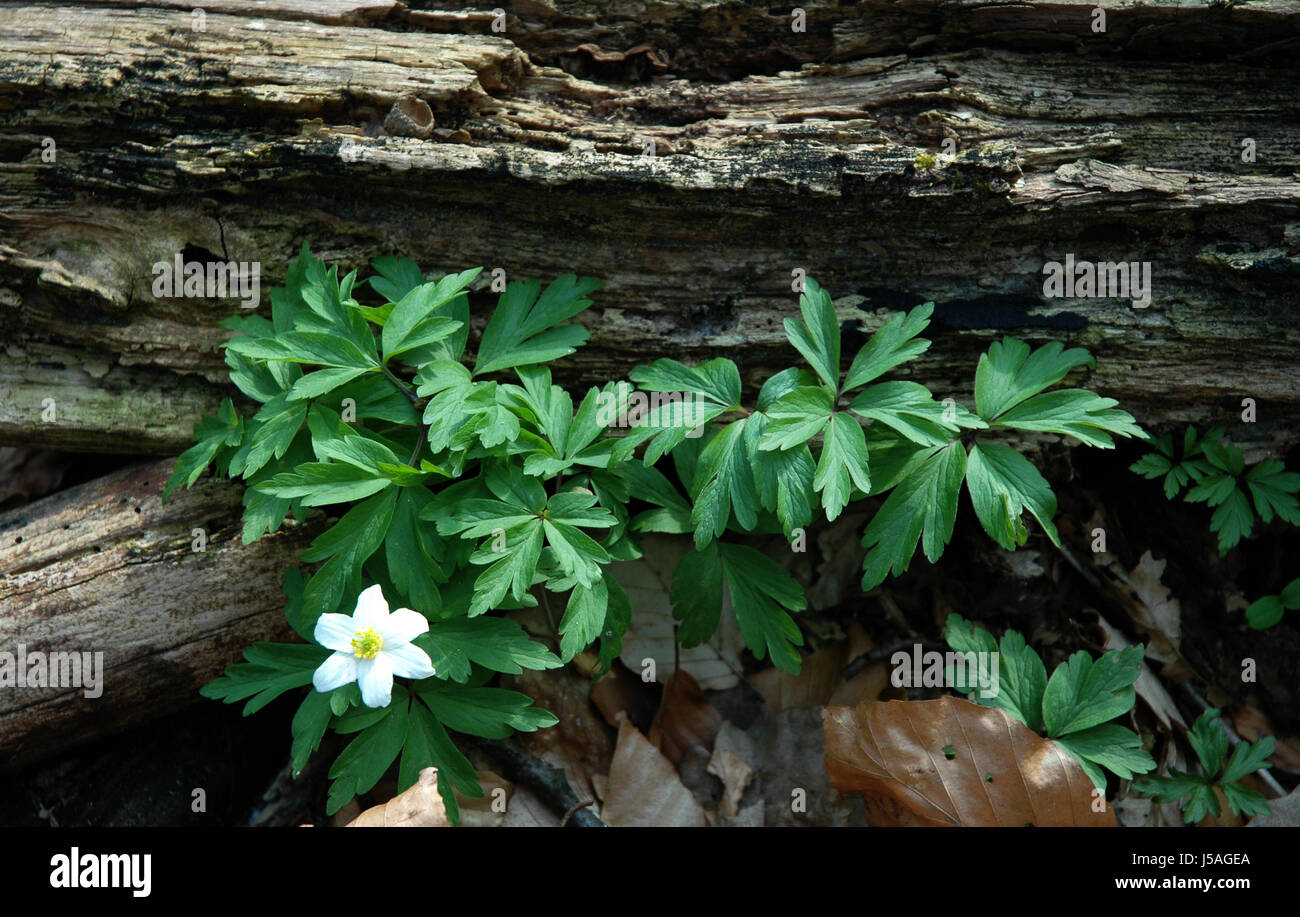 tree,leaves,bark,walk,anemone,strength,force,forest,single,buschwindrschen Stock Photo