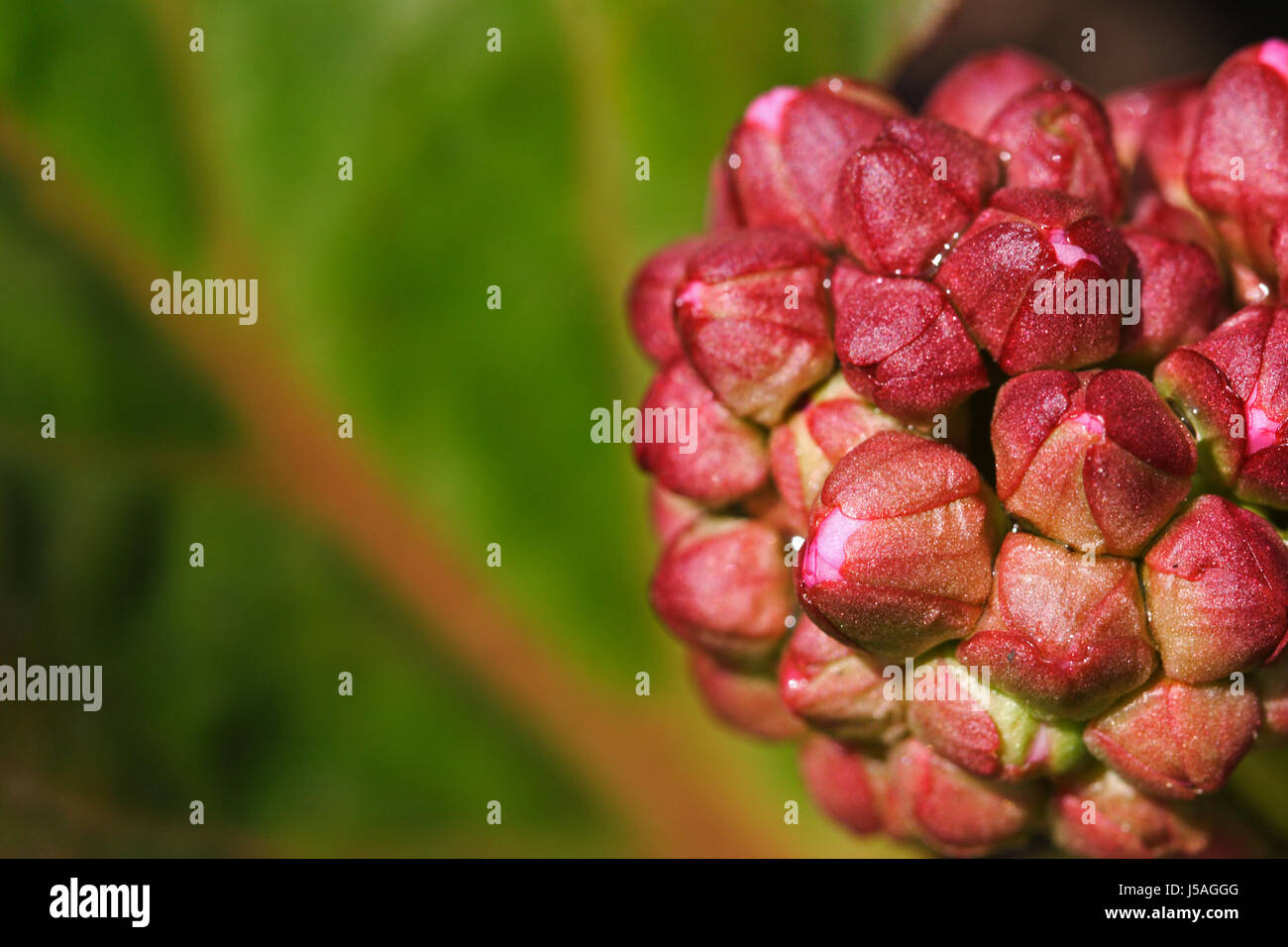 green plant pink bergenie bergenia bltenknospen geschlossene blten rosa blte Stock Photo