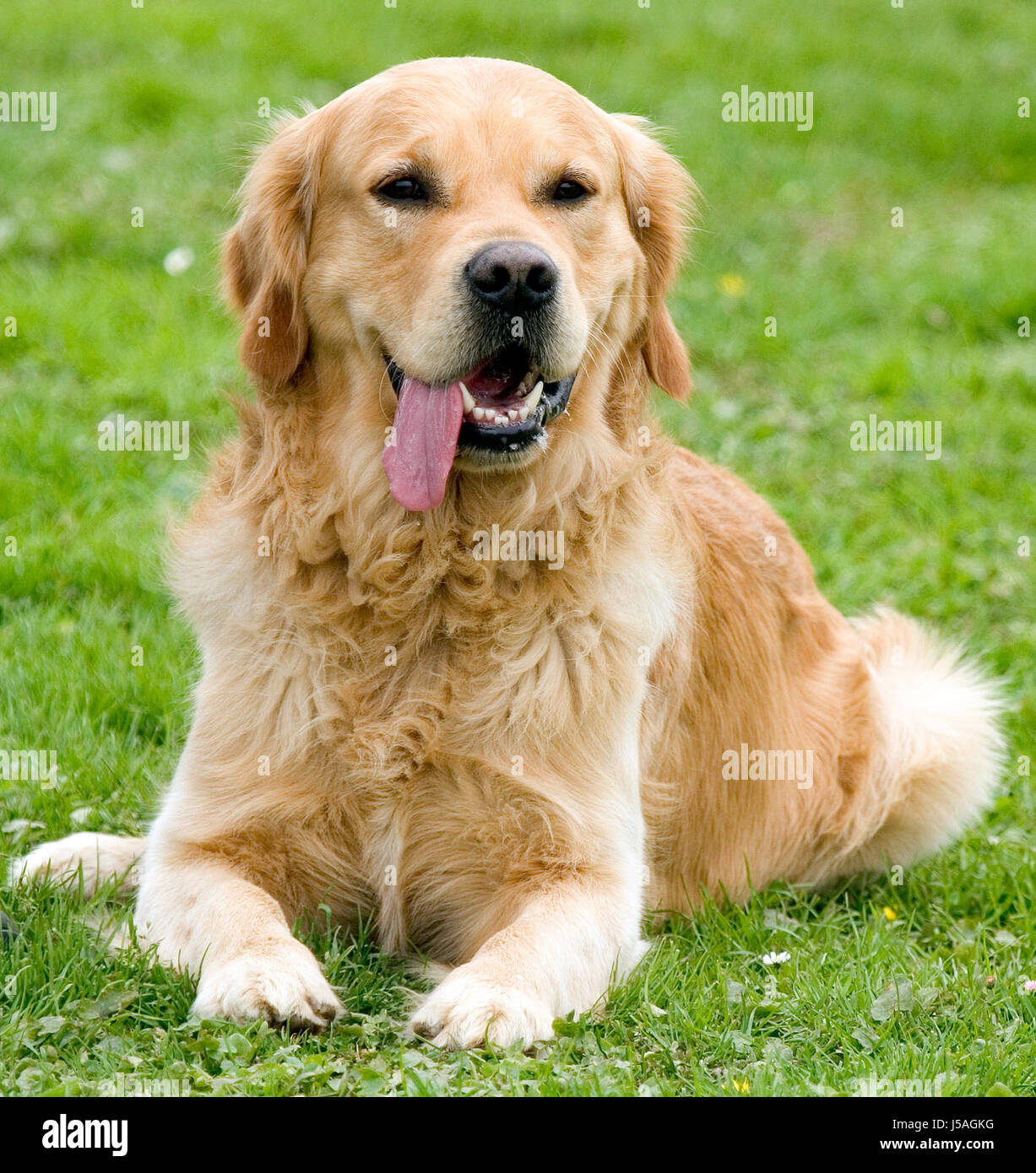 Goldi High Resolution Stock Photography And Images Alamy