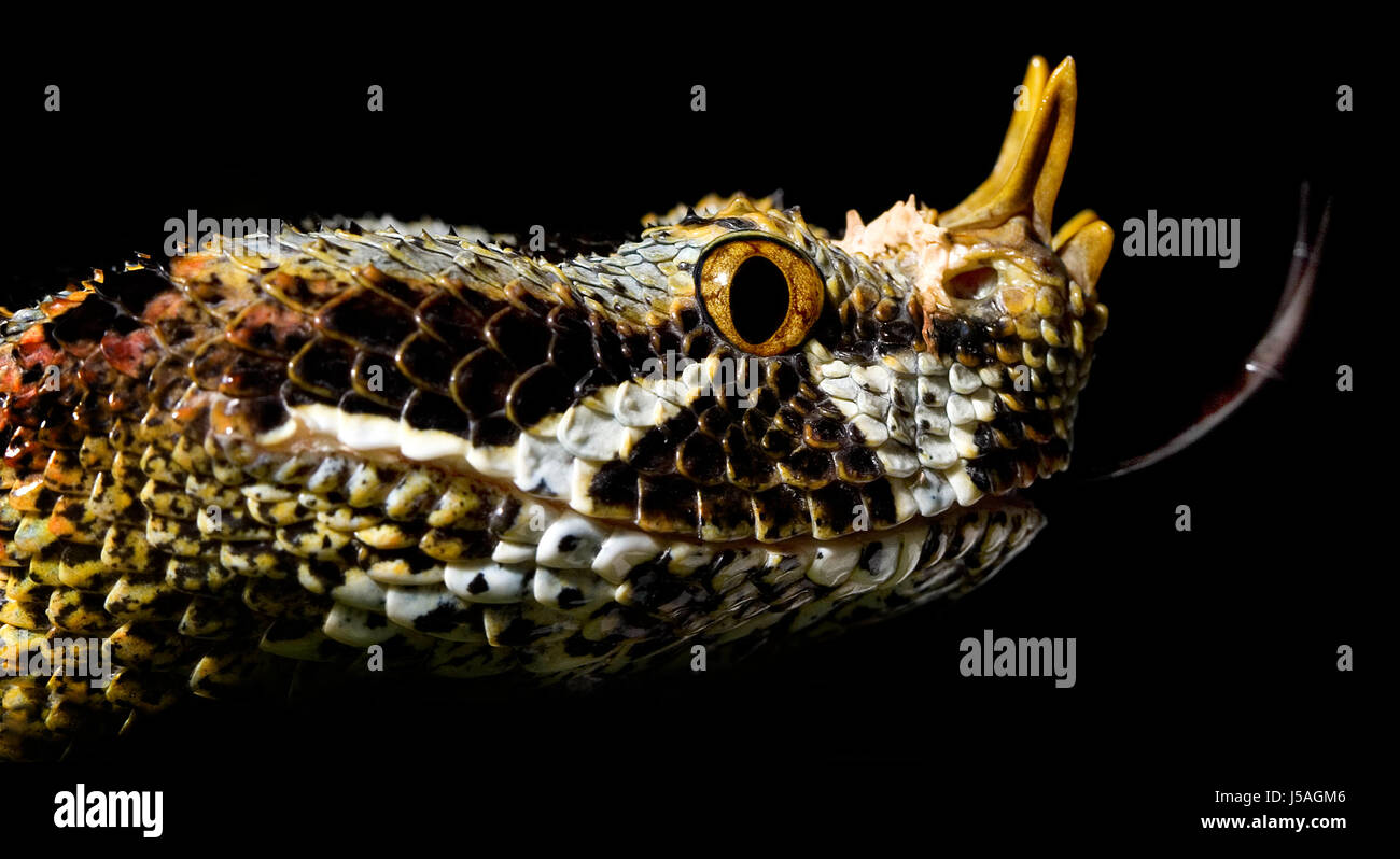 snake poison snakes poisonous snake poisonous snakes vipers otters