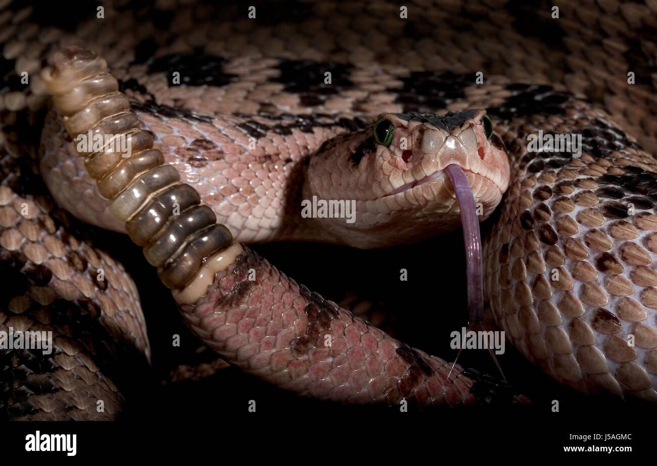 rattlesnake poisonous snake poisonous snakes rattlesnakes mojave Stock
