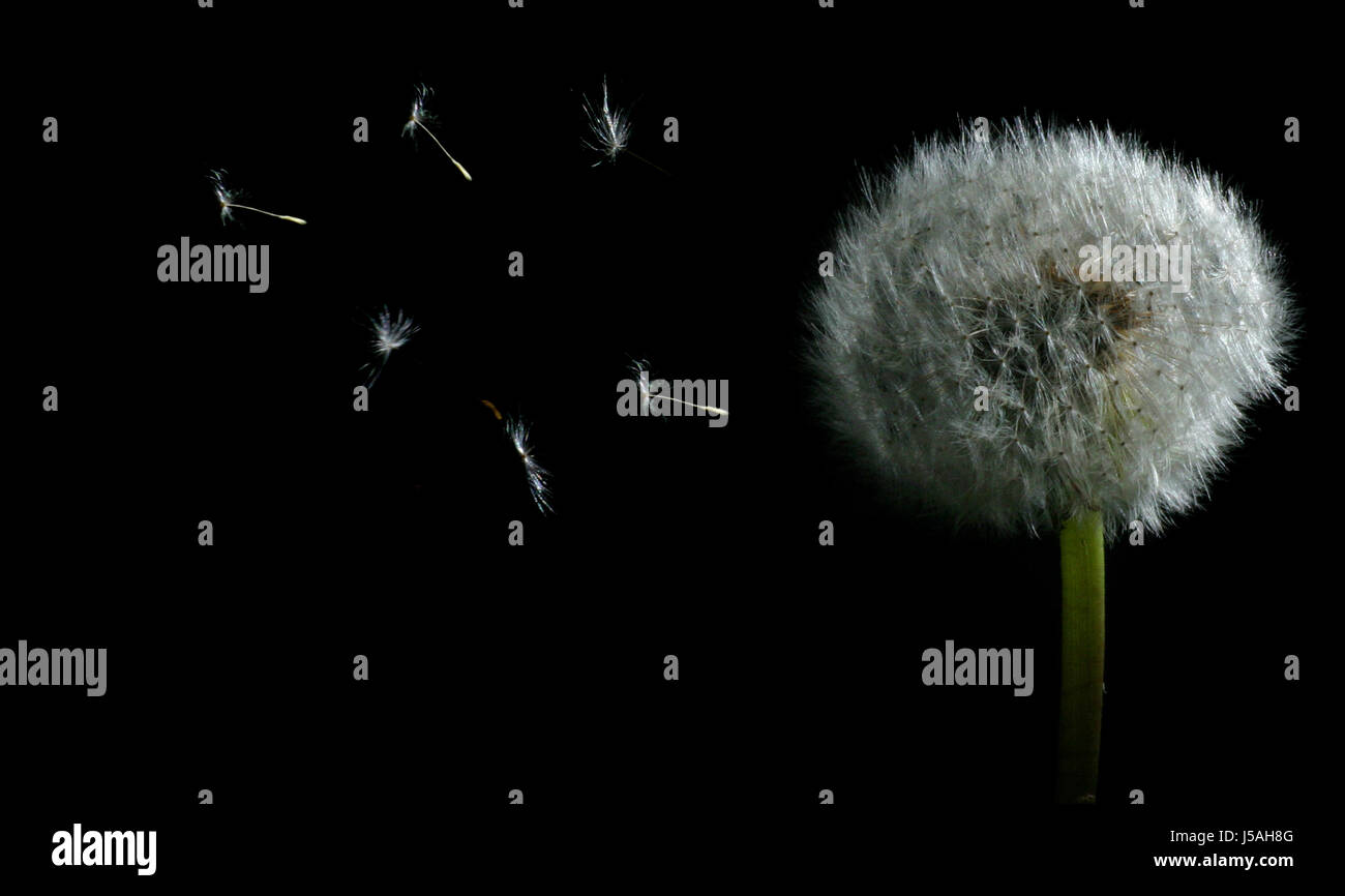 plant flight flower flowers flora sperm dandelion plants fly flies flys