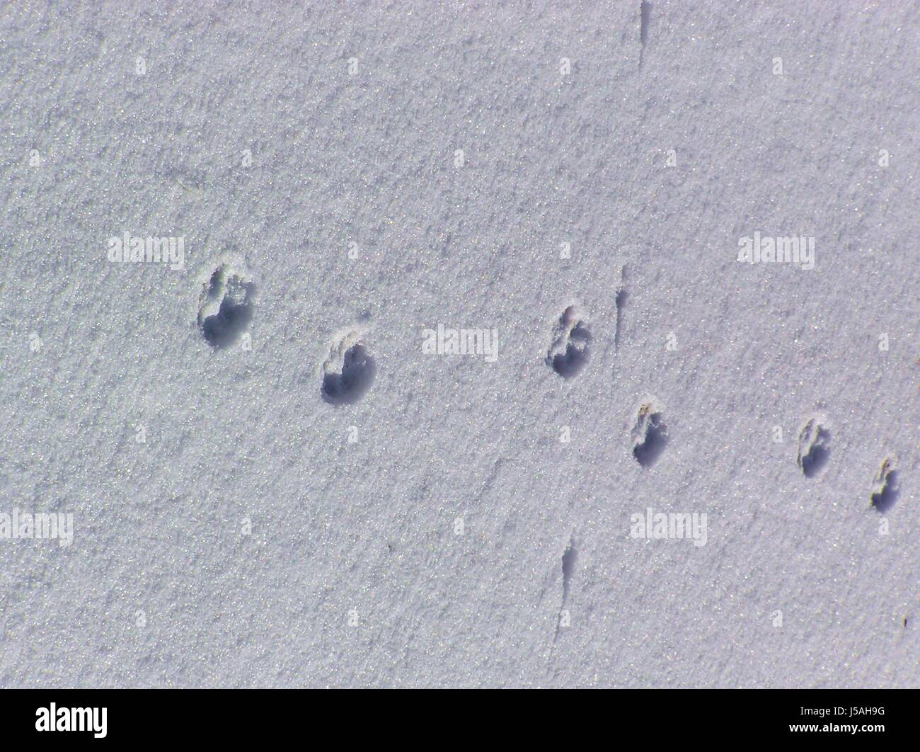 winter sense snow tracks footprints footmarks katzenspuren pfotenabdruck Stock Photo