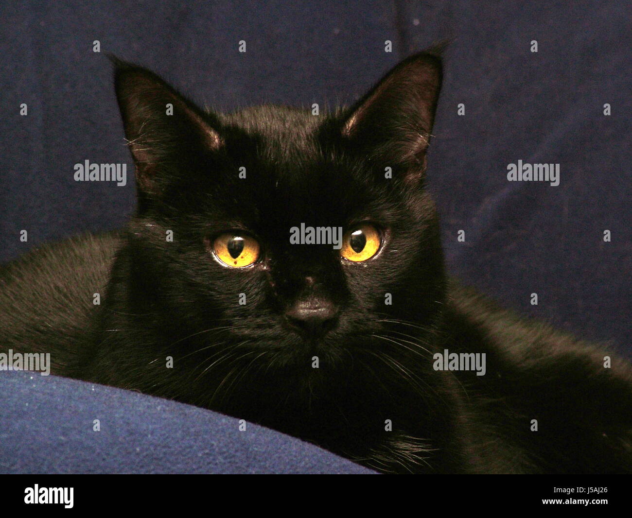 Black Beast High Resolution Stock Photography And Images Alamy